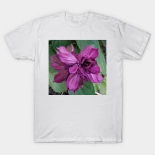 Close up of a purple flower T-Shirt